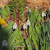 Подснежники :: Giant Tao /