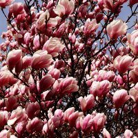 Весна бушует :: Юрий. Шмаков Весна бушует :: Юрий. Шмаков