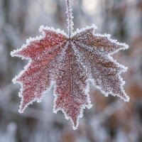 Кленовый лист, покрытый инеем :: Лилия Кленовый лист, покрытый инеем :: Лилия