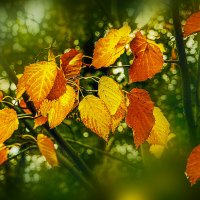 ОСЕННИЙ МОТИВ :: Владимир Кроливец ОСЕННИЙ МОТИВ :: Владимир Кроливец