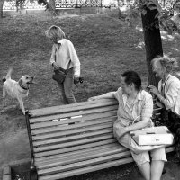 Выгул собак и пенсионеров :: Сергей Золотавин