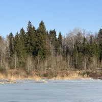 Весенний лес :: Ольга Савельева 