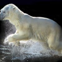 14 марта :: Михаил Бибичков