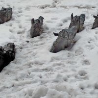 Подснежники :: Александр Чеботарь