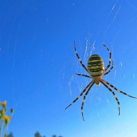 агриопа брюнниха - паук-оса :: shasha1950