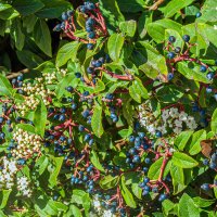 Цветение на ЮБК,Весна :: Варвара Цветение на ЮБК,Весна :: Варвара