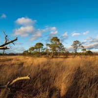 На старом болоте... :: Николай Гирш