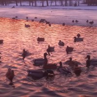 Утки :: Сапсан 