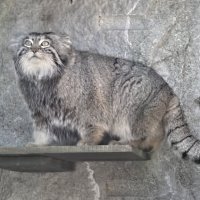 Манул Тимоша :: <<< Наташа >>>