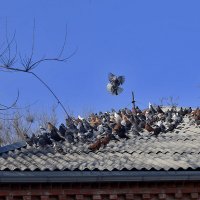 Голуби на крыше :: Юрий Гайворонскiий