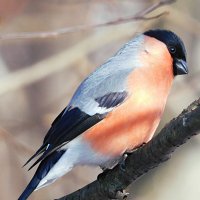 Снегирь :: Лина Снегирь :: Лина