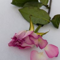 Жизнь... :: Виктор Фельдшеров