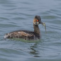 черношейная поганка.весна Лазоревское. :: юрий макаров
