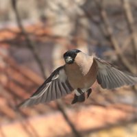 Делай, как я, делай со мной, делай лучше меня. :: Татьяна Бравая