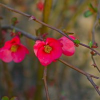 хеномелес японский :: Giant Tao /