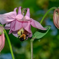 Аквилегия :: Aleksandr .