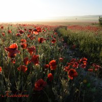 Природа Крыма :: Изумительная Космея