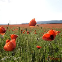 Природа Крыма :: Изумительная Космея