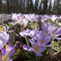 Море цветов... :: Галина 