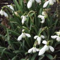 Подснежники :: Freddy 97