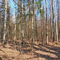 В нашем лесу снега нет! :: Лия ☼