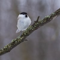 Пухляк :: Валерий Черняк Пухляк :: Валерий Черняк