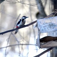 Большой пестрый дятел у кормушки :: Сергей Владимирович Егоров