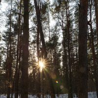 Мартовское солнце :: Александр Синдерёв