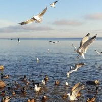 Чайки и утки...Финский залив. :: Лилия *