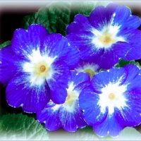 примула :: Елена Сухорученкова примула :: Елена Сухорученкова