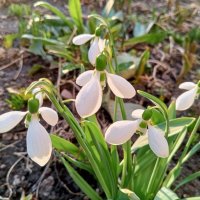 Подснежник :: Сапсан 