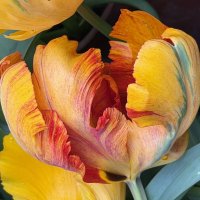 Необыкновенные! :: Pippa 