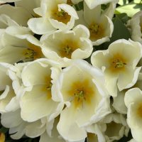 Необыкновенные! :: Pippa 