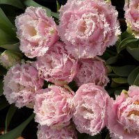 Необыкновенные! :: Pippa 