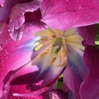 Необыкновенные! :: Pippa 