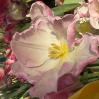 Необыкновенные! :: Pippa 