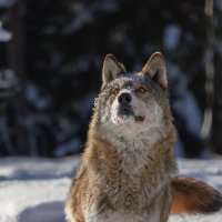 Мечтатель :: Sergey38 