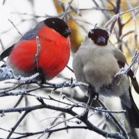 Сладкая парочка :: Людмила Смородинская