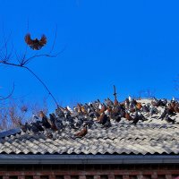 стая :: Юрий Гайворонскiий стая :: Юрий Гайворонскiий