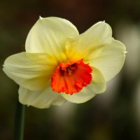 Доброе утро :: Юрий. Шмаков