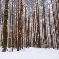 Зимний лесопарк, Светлогорск :: Рита Симонова
