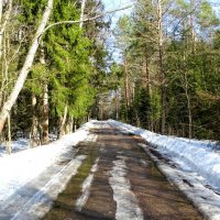 Весенний лес. :: Милешкин Владимир Алексеевич 