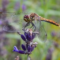 Стрекоза- подранок :: Александр Ковальчук Стрекоза- подранок :: Александр Ковальчук