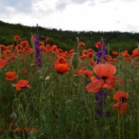 Природа Крыма :: Изумительная Космея