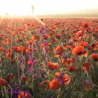 Природа Крыма :: Изумительная Космея