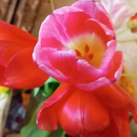 Тюльпаны :: Елена Семигина Тюльпаны :: Елена Семигина