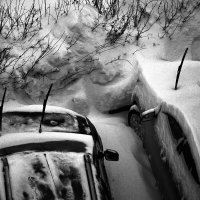 в  дремучих  кустах :: Дмитрий Потапов