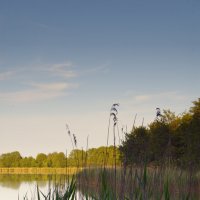 Камыш. :: Константин Белоногов