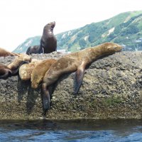 Сивучи в релаксе :: ИРЭН@ . Сивучи в релаксе :: ИРЭН@ .