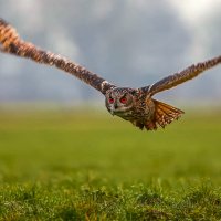 Филин :: Aleksey Afonin Филин :: Aleksey Afonin